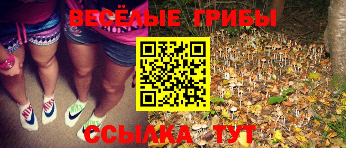 Псилоцибиновые грибы Psilocybine cubensis Россошь